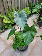 Colocasia fontanesii, Tuin en Terras, Planten | Tuinplanten, Vaste plant, Halfschaduw, Zomer, Ophalen