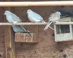 Diamantduifjes, Dieren en Toebehoren, Vogels | Overige Vogels, Meerdere dieren
