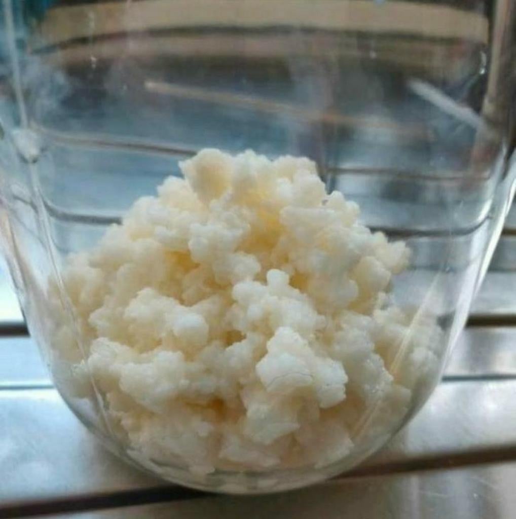 Actieve biologische melkkefir probiotica kefir yoghurtplant, Ophalen of Verzenden