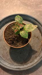 Klein plantje Polka dot, Huis en Inrichting, Kamerplanten, Ophalen, Halfschaduw, Minder dan 100 cm