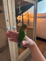 Jonge Agapornissen 7 weken oud!, Meerdere dieren, Dwergpapegaai of Agapornis