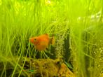 Aquarium vissen (volwassen), Dieren en Toebehoren, Vissen | Aquariumvissen, Vis