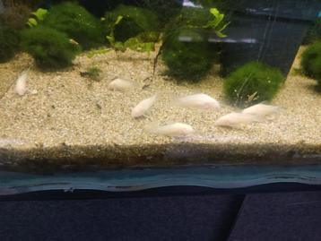 Albino Corydoras 2.50 per stuk  beschikbaar voor biedingen