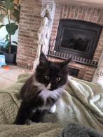 Main coon kittens, Dieren en Toebehoren, Katten en Kittens | Raskatten | Langhaar, Meerdere dieren, Gechipt, 0 tot 2 jaar