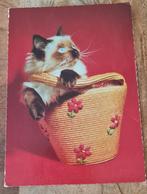 Schattige poes in rieten tas, Verzenden, 1980 tot heden, Gelopen, Hond of Kat