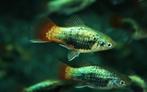 Speciale platy's soorten halfwas tot volwassen, Vis, Zoetwatervis, Schoolvis
