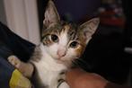 3 lieve kittens, Dieren en Toebehoren, Katten en Kittens | Overige Katten, Meerdere dieren