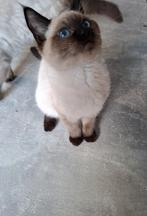Tommy – Prachtige Ragdoll kitten te koop, Dieren en Toebehoren, Katten en Kittens | Raskatten | Langhaar, Kater, Ontwormd, 0 tot 2 jaar