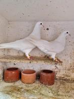Kweek koppel Takla irakse duiven, Dieren en Toebehoren, Vogels | Duiven, Meerdere dieren