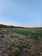 Plek beschikbaar op paddock paradise in Soest,  24/7 buiten, Dieren en Toebehoren, Stalling en Weidegang, Stalling