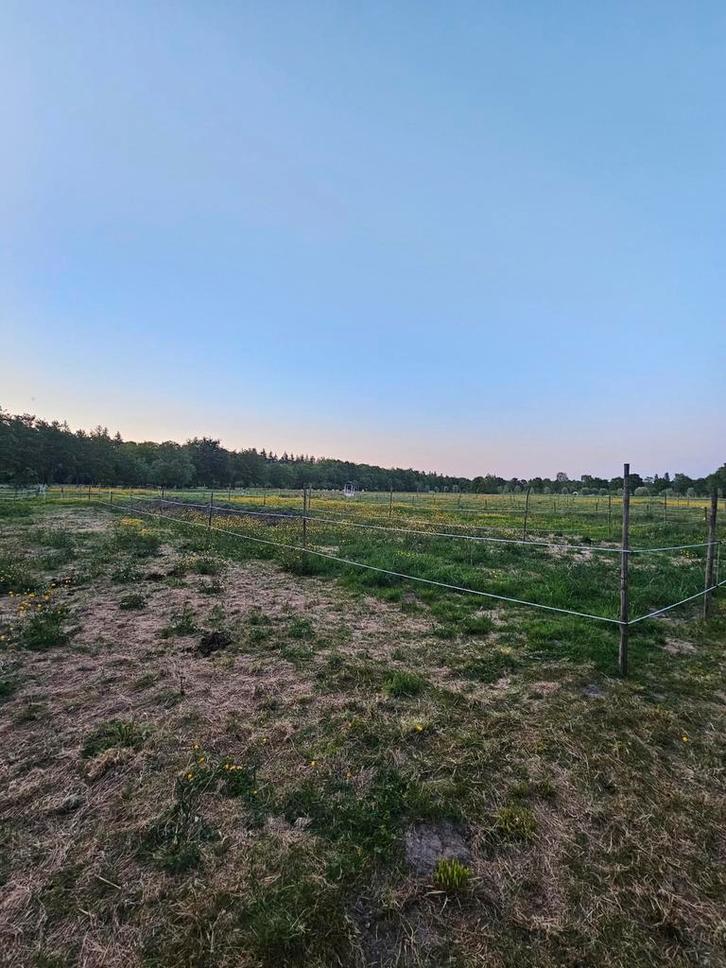 Plek beschikbaar op paddock paradise in Soest,  24/7 buiten, Dieren en Toebehoren, Stalling en Weidegang, Stalling
