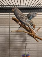 Blackface melanistic pop, Vrouwelijk, Parkiet, Geringd