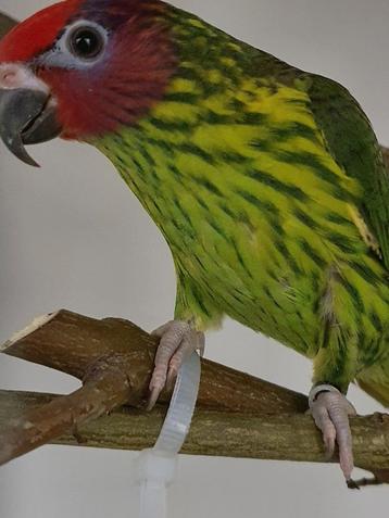 Koppel viooltjeslori's beschikbaar.  beschikbaar voor biedingen