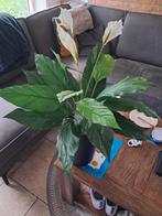 Kunstplant, Ophalen of Verzenden, Overige soorten, In pot, Minder dan 100 cm