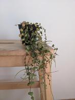 Stekje peperomina, Huis en Inrichting, Kamerplanten, Groene kamerplant, Ophalen, Overige soorten, Minder dan 100 cm