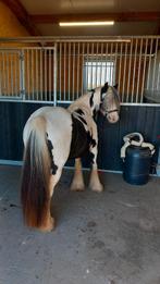 Knappe minitinker merrie van 9jaar, Dieren en Toebehoren, Pony's, Merrie, Recreatiepony