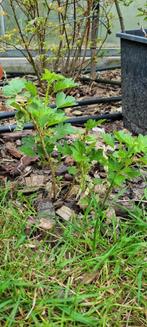 kruisbessen struikjes, Tuin en Terras, Planten | Tuinplanten, Zomer, Ophalen, Volle zon