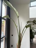 Gratis bananenplant 3 meter hoog, Huis en Inrichting, Kamerplanten, Ophalen, Palm, Halfschaduw, 200 cm of meer
