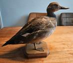 Opgezette Krakeend - Prachtig Decoratiestuk, Ophalen of Verzenden, Gebruikt, Vogel, Opgezet dier