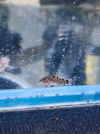 Hoplisoma Knaackii (Corydoras), Dieren en Toebehoren, Vis