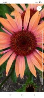 Te koop stekken van Zonnehoed plantjes, Ophalen of Verzenden, Zomer, Overige soorten, Volle zon