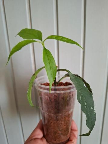 Hoya lockii  beschikbaar voor biedingen