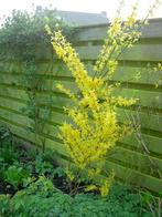forsythia, Ophalen, Overige soorten, Minder dan 100 cm