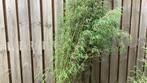 Bamboe, Vaste plant, Bloeit niet, Halfschaduw, Ophalen