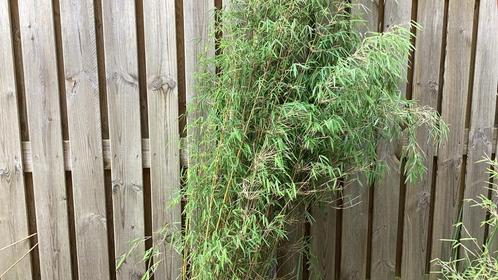 Bamboe, Tuin en Terras, Planten | Tuinplanten, Vaste plant, Overige soorten, Halfschaduw, Bloeit niet, Ophalen
