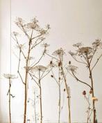 Gedroogde Berenklauw - Decoratie, Ophalen, Gebruikt