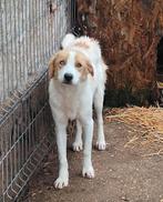 Lieve Angel ter adoptie!, Particulier, Rabiës (hondsdolheid), 1 tot 2 jaar, Buitenland