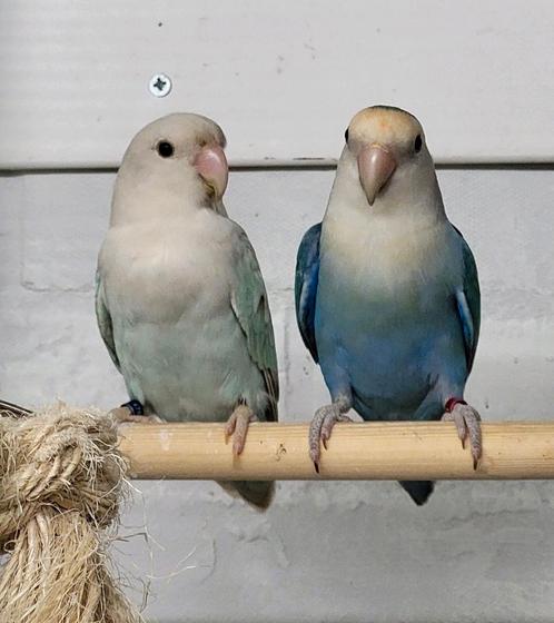 Koppel agapornis roseicolli pallid, Dieren en Toebehoren, Vogels | Parkieten en Papegaaien, Dwergpapegaai of Agapornis, Meerdere dieren