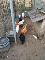 Marans en legkippen, Dieren en Toebehoren, Pluimvee, Vrouwelijk, Kip