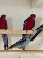 koppel Pennant rossela,s, Meerdere dieren, Parkiet, Geringd