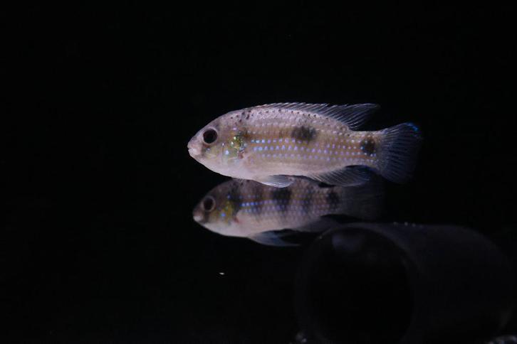 Thomasi Dwergcichlide - Prijs: €5,99 per stuk, Dieren en Toebehoren, Vissen | Aquariumvissen, Zoetwatervis, Vis