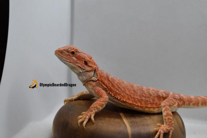 Baardagaam vrouw orange hypo leatherback het tran