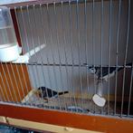 Bichenowastrilde 2025 geringd, in mol Belgie, Dieren en Toebehoren, Vogels | Overige Vogels