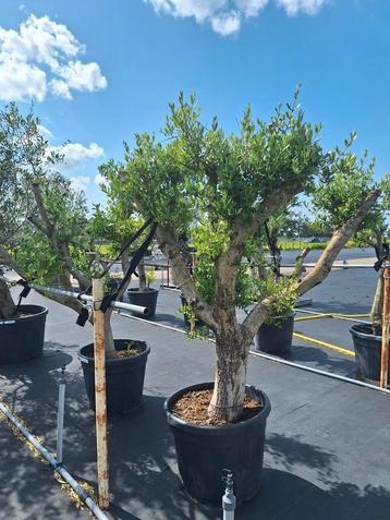 Mooie meerstammige olijfbomen Olea Europaea! beschikbaar voor biedingen
