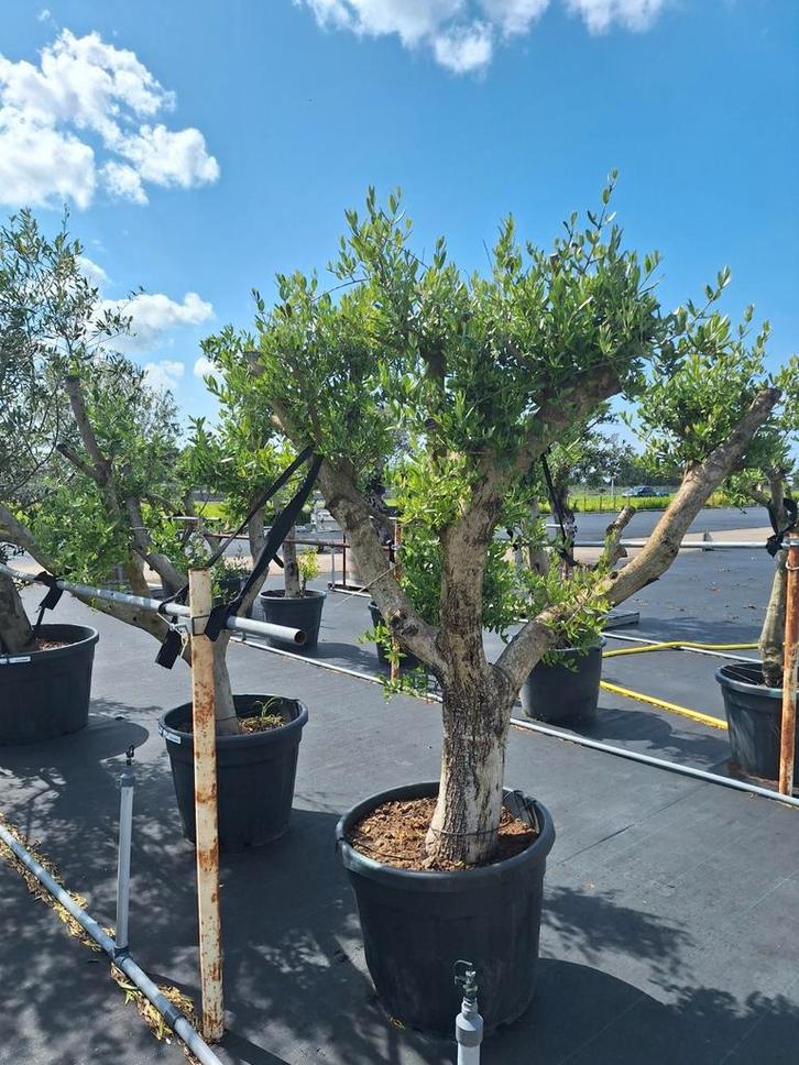 Mooie meerstammige olijfbomen Olea Europaea!, Tuin en Terras, Planten | Bomen, Ophalen of Verzenden