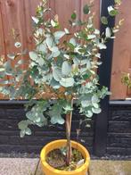 Gomboom eucalyptus boom op stam ongeveer 150cm met pot, Tuin en Terras, Planten | Bomen, In pot, Halfschaduw, Overige soorten