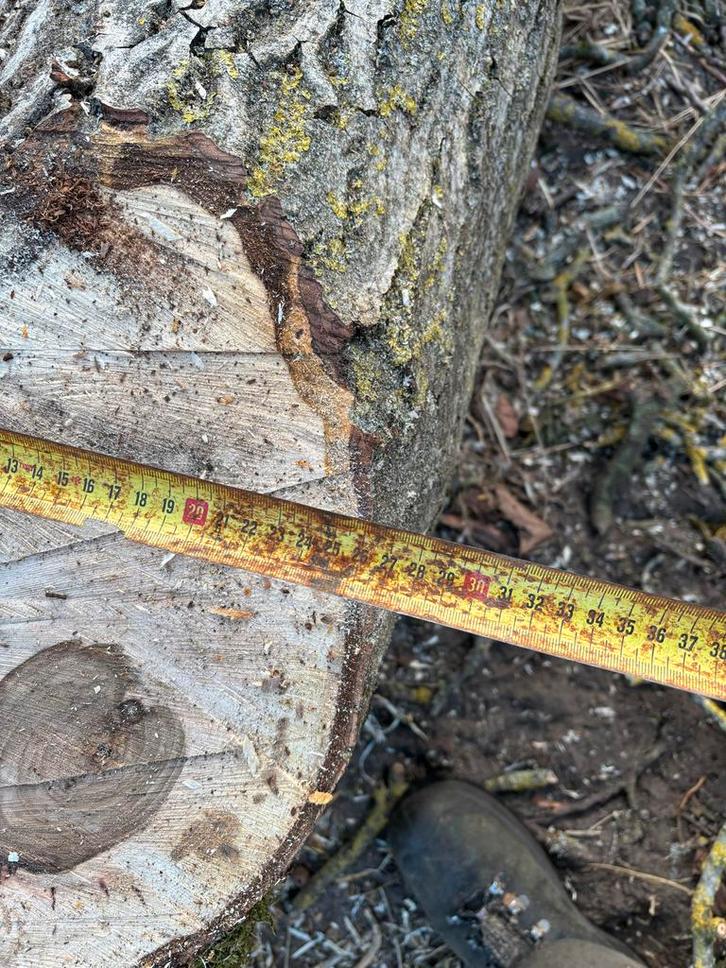 Noten stam, Doe-het-zelf en Verbouw, Hout en Planken, Nieuw, Balk, Overige houtsoorten, 200 tot 250 cm, 25 tot 50 mm, Ophalen