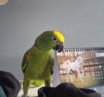 Tamme amazone papegaai, Mannelijk, Papegaai