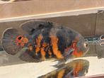 (Astronotus ocellatus) Pauwoog cichlide 2x, Dieren en Toebehoren, Vis