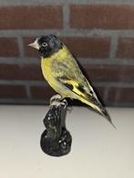 Puntgave museum kwaliteit opgezette zwartkop sijs, Verzamelen, Dierenverzamelingen, Ophalen of Verzenden, Nieuw, Vogel, Opgezet dier