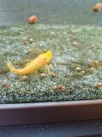 Algeneter, Dieren en Toebehoren, Vis