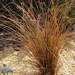 Carex c. 'Milk Chocolat', Ophalen, Volle zon, Vaste plant, Siergrassen