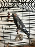 Valkparkiet, Mannelijk, Parkiet