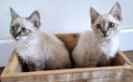 Twee lieve Ragdoll kittens (18 mei 2025), Dieren en Toebehoren, Katten en Kittens | Raskatten | Langhaar, Kater