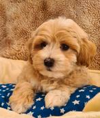 🩵🩷️️ECHTE Maltipoo pups️️🩷🩵Gezond en sociaal️️, Overige rassen, CDV (hondenziekte), 8 tot 15 weken, Meerdere