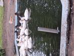 Witte kwakers, Dieren en Toebehoren, Pluimvee, Mannelijk, Eend